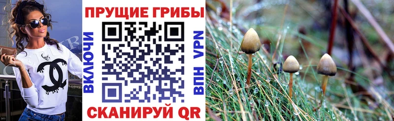 Псилоцибиновые грибы Magic Shrooms купить Скопин